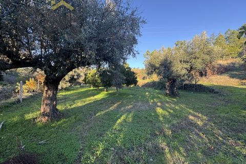 Farm i Castelo Branco, Castelo Branco, Castelo Branco - € 87.500 | Ref: 4978 - foto 2