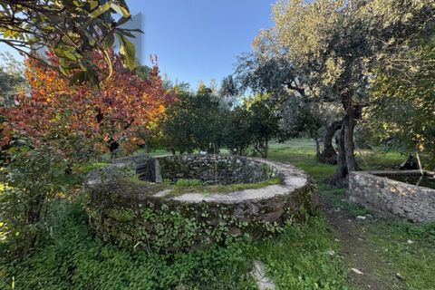 Farm i Castelo Branco, Castelo Branco, Castelo Branco - € 87.500 | Ref: 4978 - foto 7
