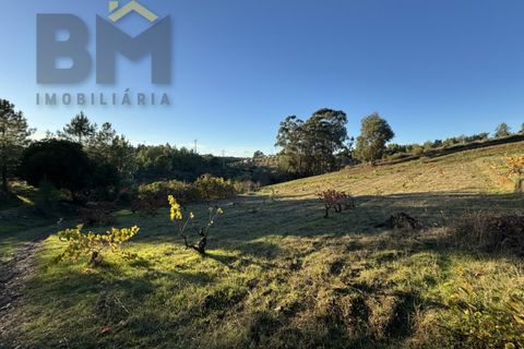 Farm i Castelo Branco, Castelo Branco, Castelo Branco - € 87.500 | Ref: 4978 - foto 14