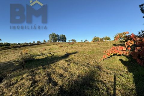 Farm i Castelo Branco, Castelo Branco, Castelo Branco - € 87.500 | Ref: 4978 - foto 15