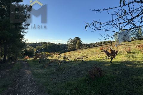 Farm i Castelo Branco, Castelo Branco, Castelo Branco - € 87.500 | Ref: 4978 - foto 16