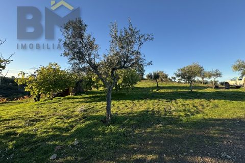 Farm i Castelo Branco, Castelo Branco, Castelo Branco - € 87.500 | Ref: 4978 - foto 17