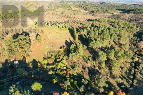 Farm i Castelo Branco, Castelo Branco, Castelo Branco - € 87.500 | Ref: 4978 - foto 22