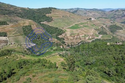 Farm i Sabrosa, Vila Real, Sabrosa - € 360.000 | Ref: 1117391 - foto 5