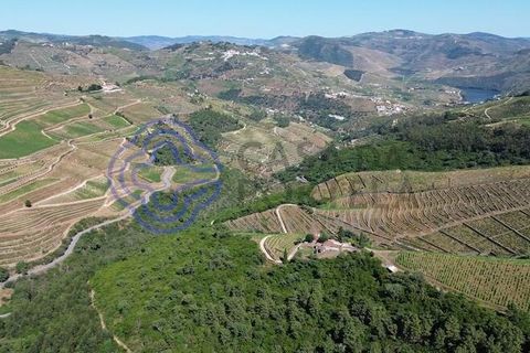 Farm i Sabrosa, Vila Real, Sabrosa - € 360.000 | Ref: 1117391 - foto 6