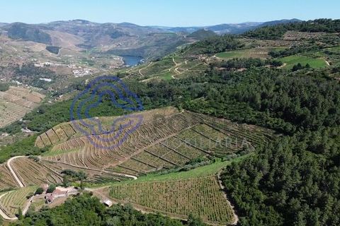 Farm i Sabrosa, Vila Real, Sabrosa - € 360.000 | Ref: 1117391 - foto 7