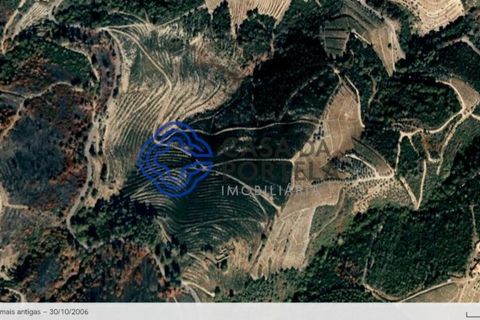 Farm i Sabrosa, Vila Real, Sabrosa - € 360.000 | Ref: 1117391 - foto 19