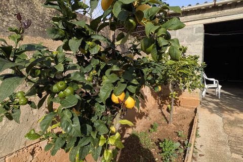 Villa i Els Llombards, Mallorca, Els Llombards - € 530.000 | Ref: 81138 - foto 6