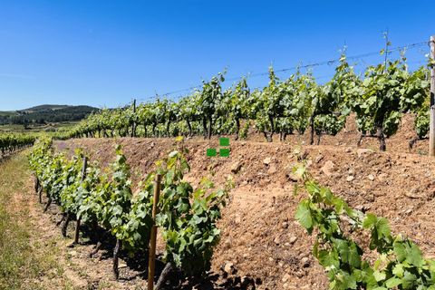 Landejendom i Alijo, Vila Real, Alijo - € 250.000 | Ref: 85968 - foto 14