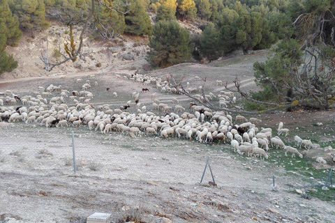 Landejendom i Benamaurel, Granada, Benamaurel - € 270.000 | Ref: v2427 - foto 33