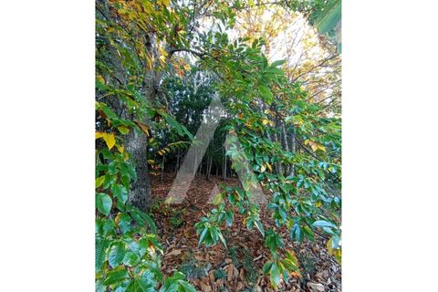 Villa a Montaria, Viana do Castelo, Montaria - € 180.000 | Ref: 1350250/25VC - foto 13