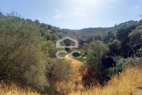 Farm hus i Serpa, Beja, Serpa - € 520.000 | Ref: 333/Q/01425 - foto 24