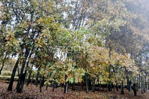 Helårsgrund i Abraveses, Viseu, Abraveses - € 215.000 | Ref: ZMPT583158 - foto 6