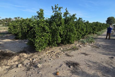 Byhus i Albatera, Alicante, Albatera - € 175.000 | Ref: CLDT-17534 - foto 16