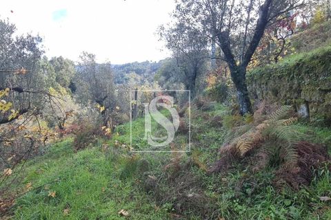 Helårsgrund i Amarante, Porto, Amarante - € 90.000 | Ref: 20251152ST/12937 - foto 16
