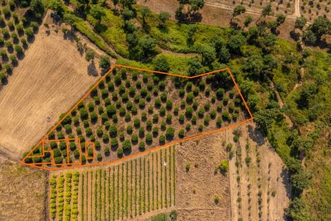 Helårsgrund i Alcobaca, Leiria, Alcobaca - € 97.500 | Ref: Terreno Sol 1 - foto 4