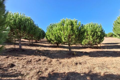 Helårsgrund i Alcobaca, Leiria, Alcobaca - € 97.500 | Ref: Terreno Sol 1 - foto 5