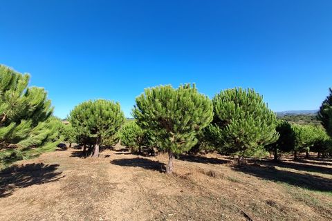Helårsgrund i Alcobaca, Leiria, Alcobaca - € 97.500 | Ref: Terreno Sol 1 - foto 1