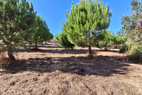 Helårsgrund i Alcobaca, Leiria, Alcobaca - € 97.500 | Ref: Terreno Sol 1 - foto 8