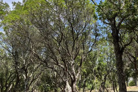 Helårsgrund i Saint-Raphaël, Var, Saint-Raphaël - € 50.000 | Ref: 225 - foto 7