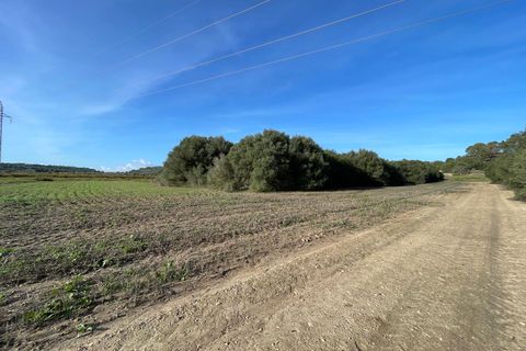 Terra a Muro, Mallorca, Muro - € 595.000 | Ref: 82727 - foto 4