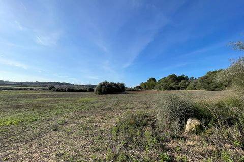 Terra a Muro, Mallorca, Muro - € 595.000 | Ref: 82727 - foto 5