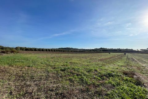 Terra a Muro, Mallorca, Muro - € 595.000 | Ref: 82811 - foto 2