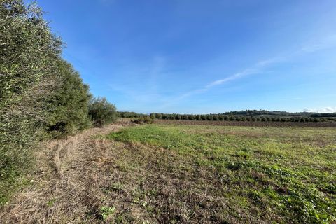 Terra a Muro, Mallorca, Muro - € 595.000 | Ref: 82811 - foto 3