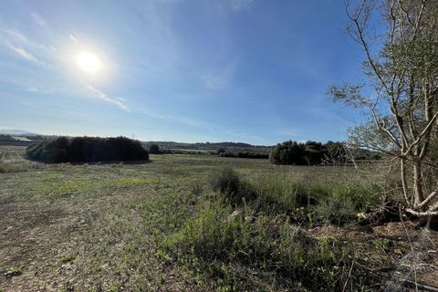 Terra a Muro, Mallorca, Muro - € 595.000 | Ref: 82811 - foto 4