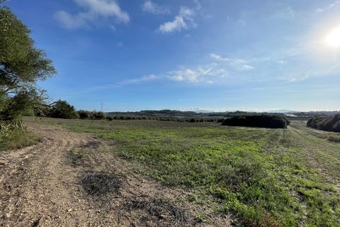 Terra a Muro, Mallorca, Muro - € 595.000 | Ref: 82811 - foto 5