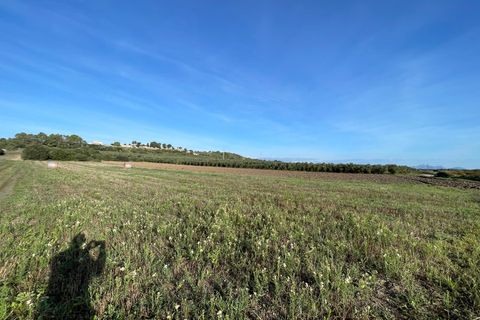 Terra a Muro, Mallorca, Muro - € 595.000 | Ref: 82811 - foto 6