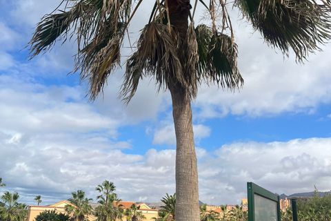 Bungalou a Pajara, Fuerteventura, Pajara - € 206.000 | Ref: VPTBGLP1AI21115 - foto 22