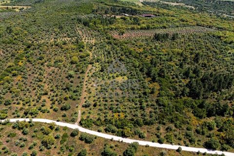 Helårsgrund i Borba, Evora, Borba - € 550.000 | Ref: 25.0006 - foto 6