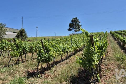 Terra a Leiria, Leiria, Leiria - € 188.000 | Ref: 145858 - foto 12