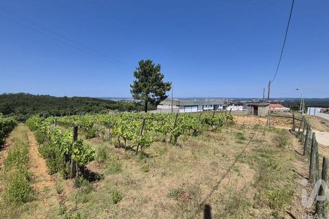 Terra a Leiria, Leiria, Leiria - € 188.000 | Ref: 145858 - foto 16