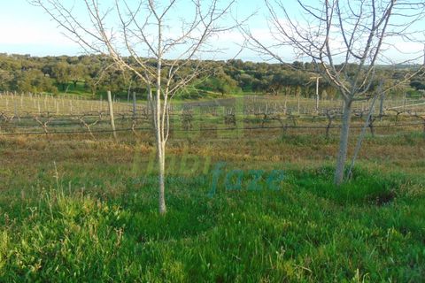 Farm i Evora, Evora, Evora - € 380.000 | Ref: 0633 - foto 24