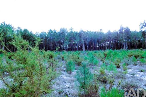 Terra a Alcobaca, Leiria, Alcobaca - € 1.390.000 | Ref: 765752 - foto 5