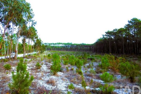 Terra a Alcobaca, Leiria, Alcobaca - € 1.390.000 | Ref: 765752 - foto 7