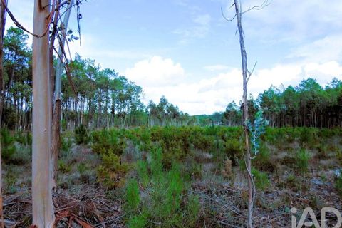 Terra a Alcobaca, Leiria, Alcobaca - € 1.390.000 | Ref: 765752 - foto 11