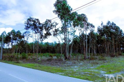 Terra a Alcobaca, Leiria, Alcobaca - € 1.390.000 | Ref: 765752 - foto 22