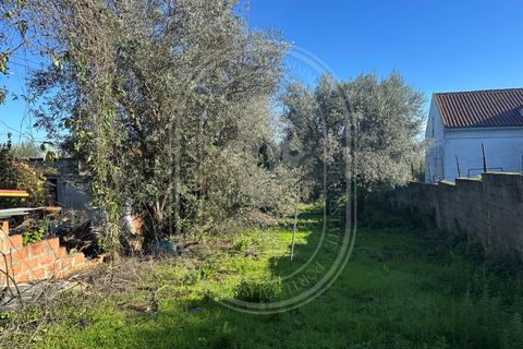 Landejendom i Olaia e Paco, Santarem, Olaia e Paco - € 115.000 | Ref: TAM_616 - foto 36