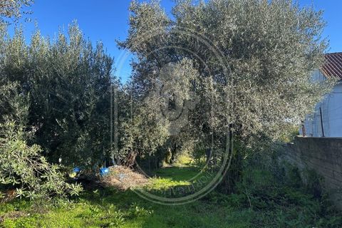 Landejendom i Olaia e Paco, Santarem, Olaia e Paco - € 115.000 | Ref: TAM_616 - foto 37
