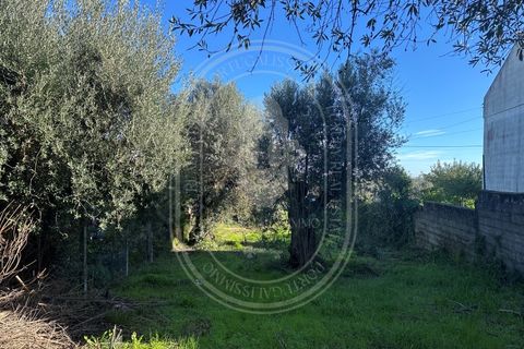 Landejendom i Olaia e Paco, Santarem, Olaia e Paco - € 115.000 | Ref: TAM_616 - foto 38