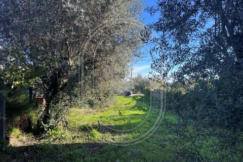 Landejendom i Olaia e Paco, Santarem, Olaia e Paco - € 115.000 | Ref: TAM_616 - foto 39