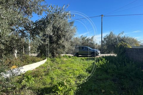 Landejendom i Olaia e Paco, Santarem, Olaia e Paco - € 115.000 | Ref: TAM_616 - foto 41