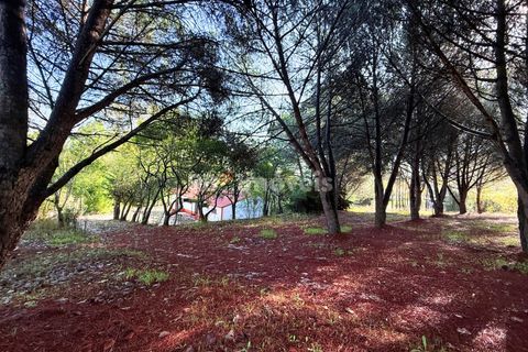 Farm i Tomar, Santarem, Tomar - € 395.000 | Ref: 01832-25 - foto 45