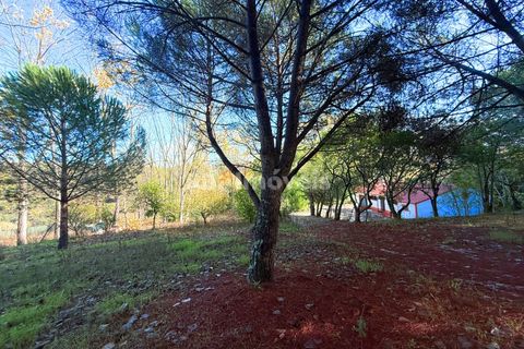 Farm i Tomar, Santarem, Tomar - € 395.000 | Ref: 01832-25 - foto 50
