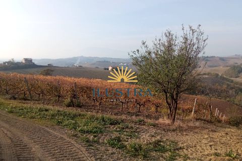 Farm i Offida, Ascoli Piceno, Offida - € 620.000 | Ref: 174 - foto 10