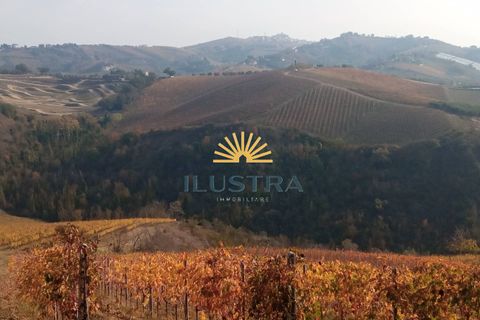 Farm i Offida, Ascoli Piceno, Offida - € 620.000 | Ref: 174 - foto 12