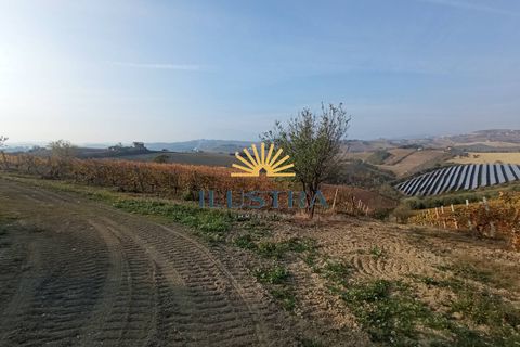 Farm i Offida, Ascoli Piceno, Offida - € 620.000 | Ref: 174 - foto 9